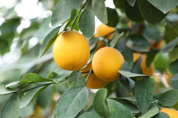 Түркістан: Сарыағаш ауданының бағбандары лимон жинап жатыр