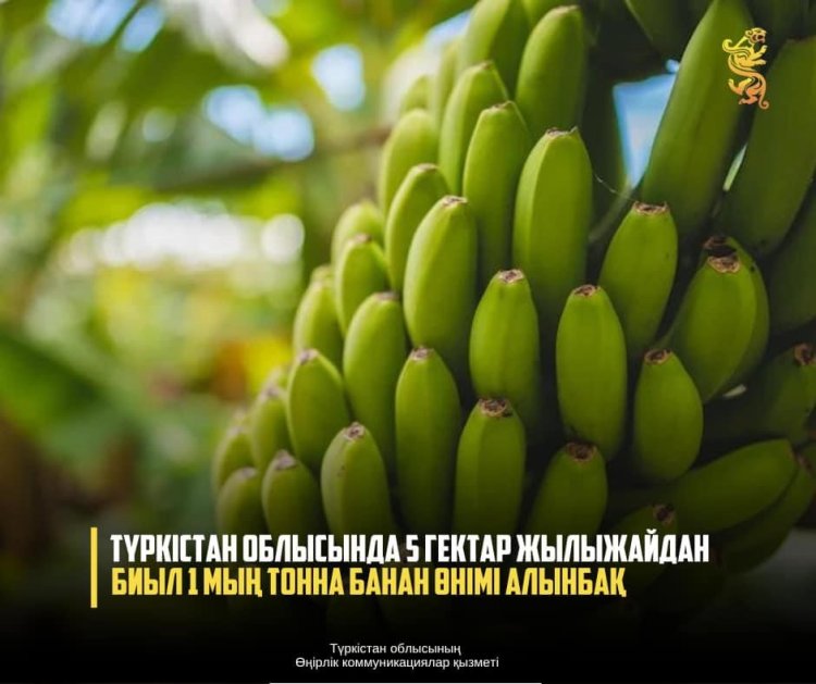 Түркістан облысында 5 гектар жылыжайдан биыл 1 мың тонна банан өнімі алынбақ