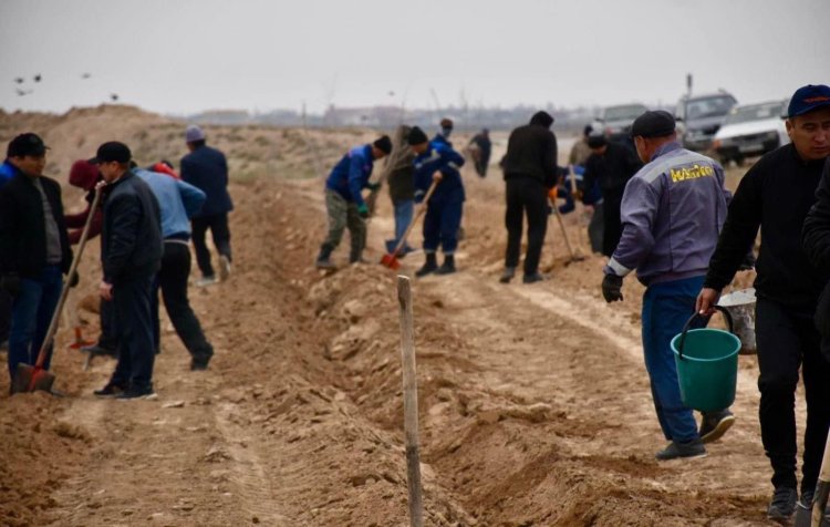 Түркістан: Созақта “Жасыл белдеу” аумағы 2,7 шақырымға артып, үш мыңнан аса тал егілді