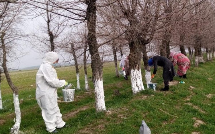 Түркістан: Сайрамда экологиялық акция аясында 3 мыңға жуық ағаш көшеті отырғызылды